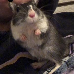 Meet your Posher, Ryan